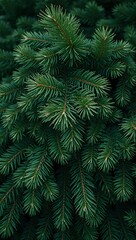 Obraz premium Dark green pine needles densely layered creating a sharp fresh forest background