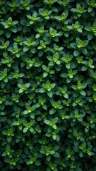 Obraz premium Lush green boxwood leaves structured and formal perfect for garden themes