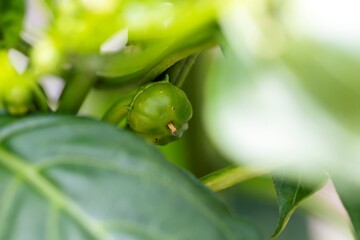 Close-up of an unripe beef tomato growing on its vine, set against a backdrop of green leaves. The natural garden setting exudes freshness and the promise of a bountiful harvest.