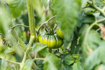 The unripe beef tomato hangs from its vine, wrapped in lush green leaves with tiny yellow flowers scattered around. A vivid representation of early growth in an organic garden setting.