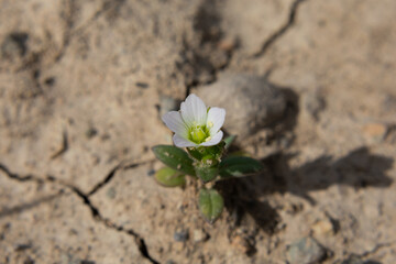 spring flower in the ground, macrography 