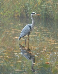 Heron in a tranquil pond with reflection.
