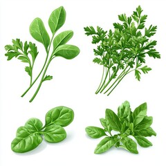 Obraz premium Set of spinach and parsley on a white background