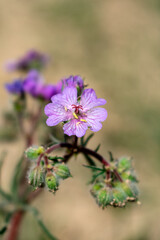 Macrography a tiny pink flower