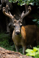 Close-up of a deer chewing on leaves