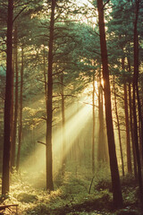 Obraz premium Morning sun rays illuminate a serene pine forest in this enchanting panorama