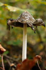close-up of ink cap mushroom in forest