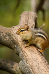 Small chipmunk freezes on top of a branch with its cheeks stuffed with food
