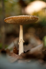 low-angle view of wild mushroom in autumn forest

