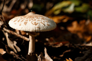 large mushroom in forest undergrowth, parasol mushroom