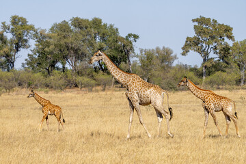 Family of Southern Giraffes (Giraffa camelopardalis angolensis) in the bush, Moremi game reserve, Okavango delta, Africa