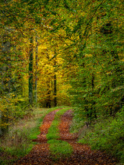 Obraz premium Waldweg im Herbst