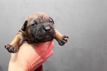 Holding a cute young American bully dog. Bulldog puppy in a hand, on gray background with copyspace