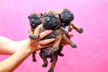 Three lovely American bully puppies in hands of a woman, on pink wall background