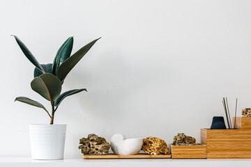 Houseplant pot on white background. Ficus plant and stones. Light wall decoration. Frame. Copy...