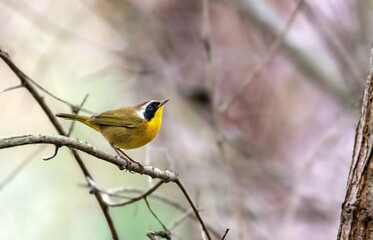 common yellowthroat up close and unobscured