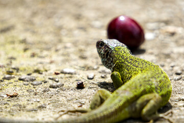 Green lizard and cherry, blurry background