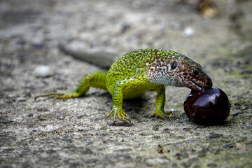 Green lizard and cherry, blurry background