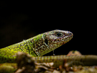 Green lizard in the nature, close up, blurry background