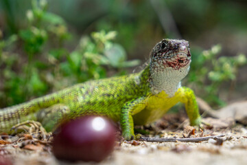 Green lizard and cherry, blurry background