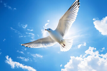 Obraz premium A soaring seagull in the blue sky.