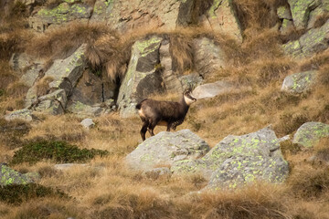 Wild Chamois in Gran Paradiso National  Park, Italy