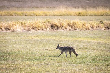 Coyote on the hunt for food