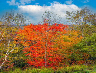 Like a tree on fire, the bright orange, red and yellow leaves of the sweet maple tree in Cape Breton Island, Nova Scotia, Canada