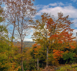 Folliage in early fall in the forests of Cape Breton Island, Nova Scotia, Canada