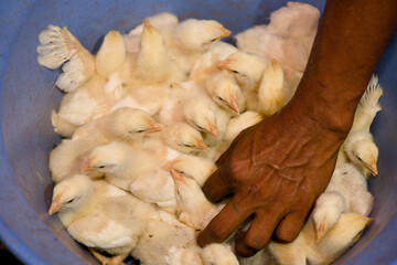 Baby Chicks in a Bowl