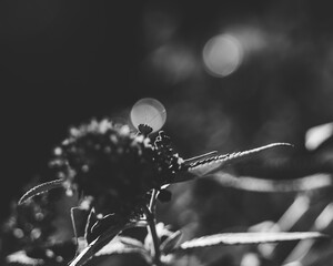 mante religieuse en noir et blanc, de façon très accentuée, avec quelques billes de bokeh © Fredstock51