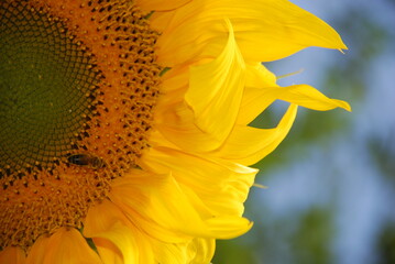 The edge of a sunflower. Close-up of a large round inflorescence. Yellow oval petals grow along the...