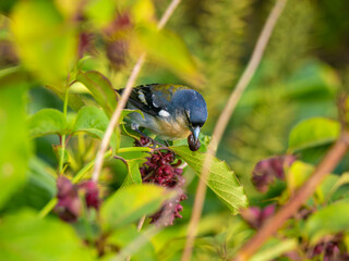 Azores chaffinch (Fringilla moreletti) aeating wild berries in Furnas, São Miguel, Azores Islands.. This small passerine bird Locally known as tentilhão or sachão.is endemic to the Azores archipelago.