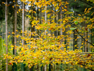 Herbstlich gefärbte Bäume im Mischwald