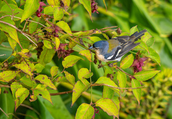 Azores chaffinch (Fringilla moreletti) a small passerine bird endemic to the Azores archipelago. Locally known as tentilhão or sachão.