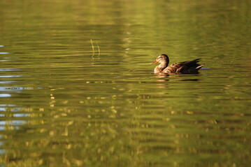 Wild ducks. Forest lake, on the shore grow reeds, bushes and trees. Several wild birds swim on the water near the shore. They have a brown-black color, ducks are looking for food in shallow water.