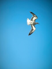 seagull in flight