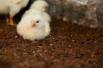Fuzzy Chick on Farm