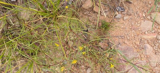 Flowers in grass