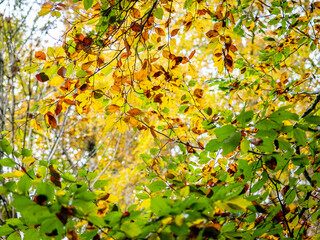 Herbstlich gefärbte Bäume im Mischwald