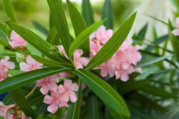 Pink Oleander Bloom