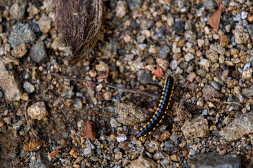 Millipede on Rocky Terrain