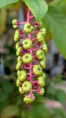 FERRIERES-EN-GATINAIS (Loiret)