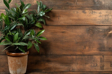 Potted plant on rustic wooden background