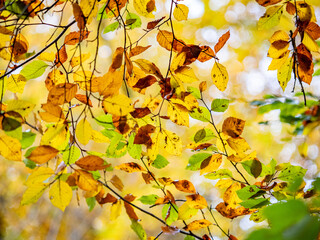 Fototapeta premium Herbstlich gefärbte Bäume im Mischwald