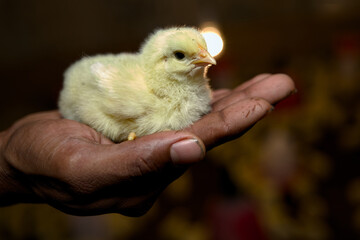 Tiny Chick in Caring Hands