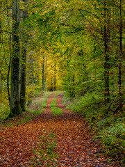 Obraz premium Waldweg im Herbst