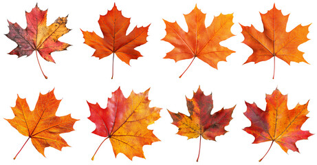 Obraz premium Eight orange and red maple leaves arranged in two rows against a white background, highlighting the rich autumn colors and natural textures.