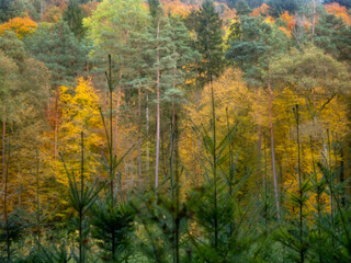 Wiederaufforstung nach Abholzung im Mischwald