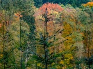 Wiederaufforstung nach Abholzung im Mischwald